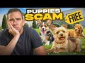 Don t Accept Free Puppies From Scammers