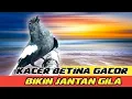 suara pancingan kacer dada hitam betina gacor birahi bikin kacer jantan gila