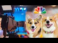 The Talking Corgis Go LIVE on NBC