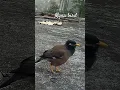 Download Lagu Myna bird assamese meaning xaliki sorai#short myna bird sound