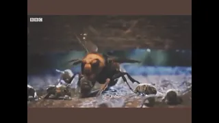 Stupid bee get clapped on Minecraft meme IRL