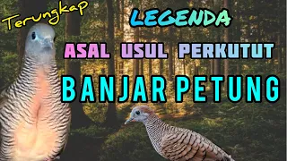 terungkap pemilik dan asal usul perkutut banjar petung 
