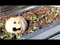 Watch Me Use The Behlen Country Galvanized Stock Tank As Garden Beds