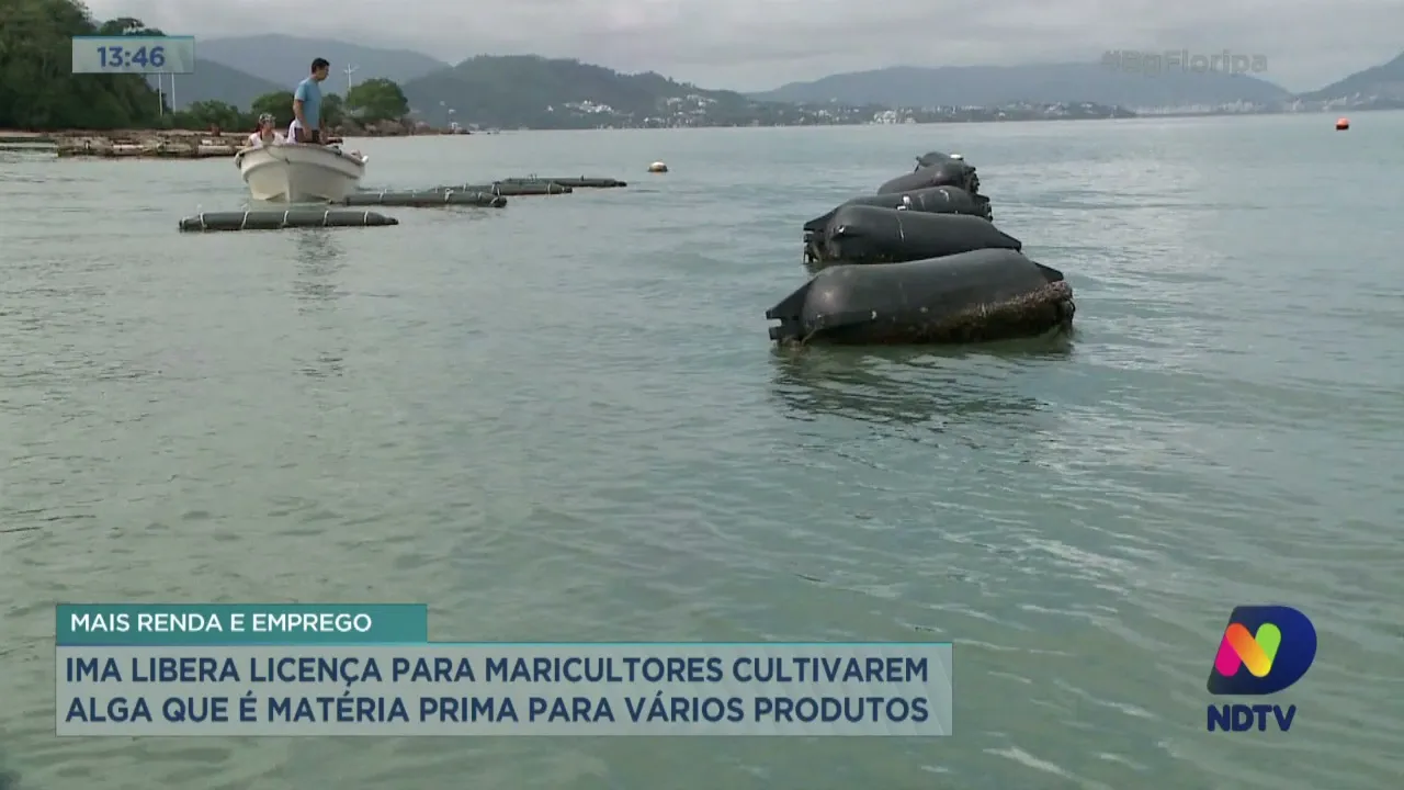 IMA libera licença para maricultores cultivarem alga que é matéria prima para vários produtos