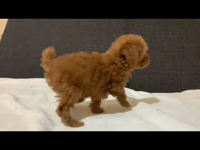 動画
