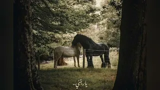 يا ريتني كنت انا ما رأيته   كاملة بدون موسيقى  من طلبات المتابعين  دندنها