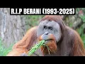 Download Lagu Remembering Berani | The Orangutan Dad Who Touched the World