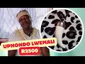 Download Lagu UPHONDO LWEMALI, IMBIZA EVUSA INDUKU IME 4 HOURS
