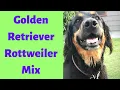 Golden Retriever Rottweiler Mix A Complete Guide to Golden Rottweiler