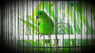 Download Serindit Gacor Nembak Panjang cocok untuk pancingan burung serindit bahan ombyokan MP3