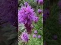 Download Lagu #Blazing #Star (#Liatris) in my #garden - July 2024