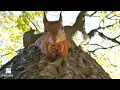 What Do Squirrels Eat 7 things to feed them And 3 You Shouldn t Backyardscape