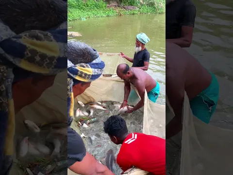 Best net fishing videos - MR Fishing Life  #mrfishinglife #fishingvideos
