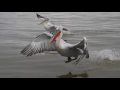 Lagu Dalmatian pelicans in lake Kerkini