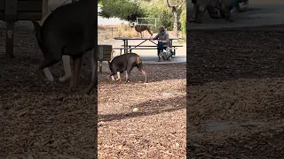 #fyp #dream #doberman #pets #youtube