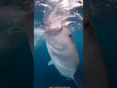 This fish swallows water equal to 800 olympic pools every year