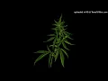Oliver Heldens X Becky Hill - Gecko (Overdrive) [Matrix & Futurebound Remix]  [slowed, boosted, re-c