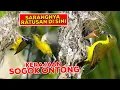 Download Lagu KERAJAAN BURUNG SOGOK ONTONG LIAR - SARANG BEJIBUN DI POHON RENDAH  #BEBAS NANGKEP SIAP BAYAR DENDA