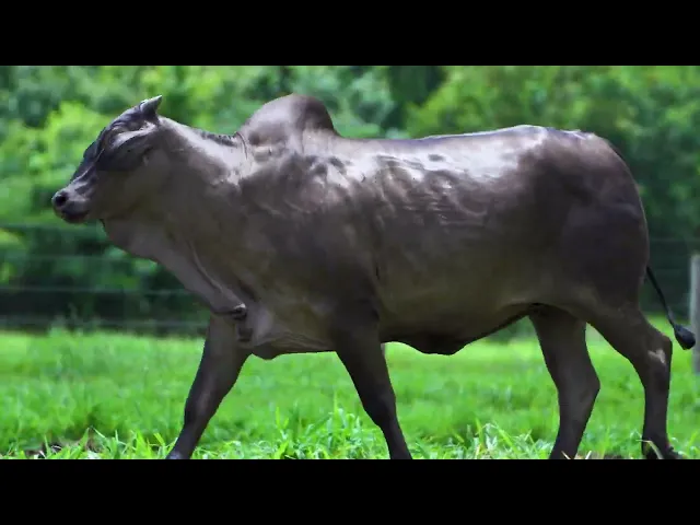 Matriz Nelore SLPO - 42