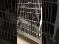 Cute cats at Petsense