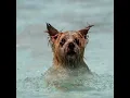 Pooch Pool Party