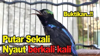 konin gacor full tembakan cocok untuk masteran u0026 pancingan kolibri ninja bahan