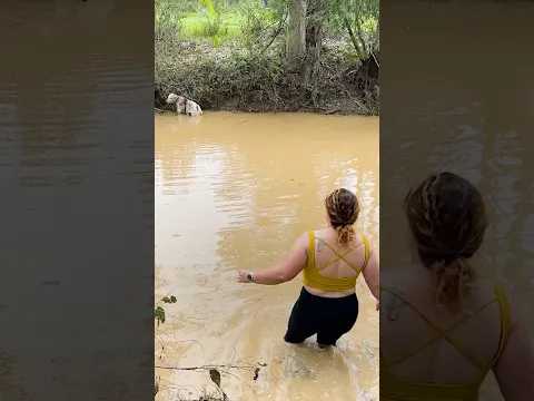 Woman Jumps Into A Creek To Save A Baby Calf