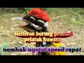 Download Lagu Masteran Pelatuk bawang gacor speed rapat