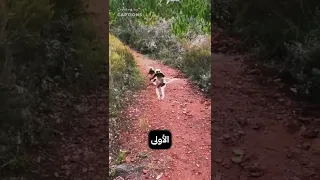 اولا أيا من أنواع الليمور  ويوجد فقط في جزيرة مدغشقر  وهذا الحيوان ذو الشكل المخيف لا يشبه       دندنها