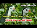 Download Lagu Pancing emosi master suara pikat Ruak\