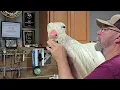 RC Taxidermy change out noses for mears whitetail forms