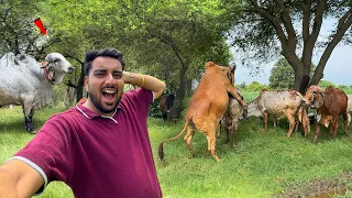 Gunnu Ki Badi Masti 🐄😂 Bheem Ke Upar Jump Kar Diya 🤣
