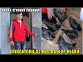 Lagu Country life 🐓 The Australorp chicken farm of a young student from Cluj 🇷🇴👍