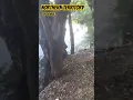 Download Lagu biggest croc in the world seen here northern territory Australia...