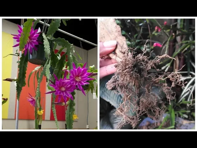 COMO REPLANTAR CACTO ORQUÍDEA