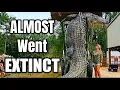 How American Alligators Became Abundant