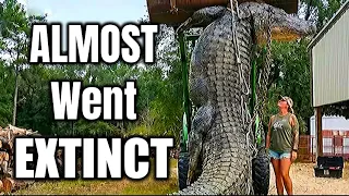How American Alligators Became Abundant