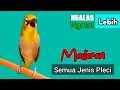 Download Lagu PLECI GACOR suara ngalas NGOTOT - MASTERAN PLECI Bikin Ngalas WitWit lebih NGOTOT!!!
