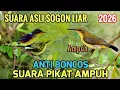 Suara pikat sogon liar asli alam 100% ampuh 2026