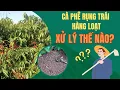 Download Lagu CÀ PHÊ RỤNG TRÁI HÀNG LOẠT ? XỬ LÝ THẾ NÀO?
