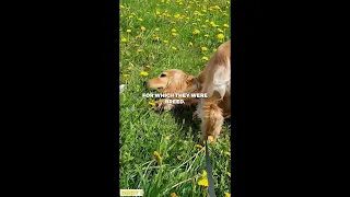 Cocker Spaniel VS Labrador Retriever Part 1