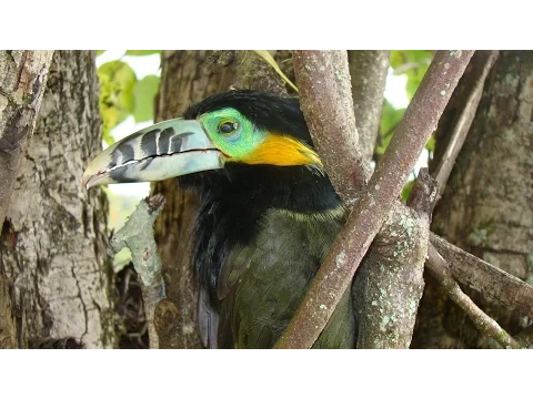 Download MP3 Da série Aves Silvestres do Plaza Caldas da Imperatriz Resort & SPA - IV