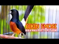 Download Lagu PANCINGAN MURAI BATU GACOR BONGKAR ISIAN, NAIKKAN EMOSI MURAI BATU MALAS BUNYI AGAR CEPAT GACOR