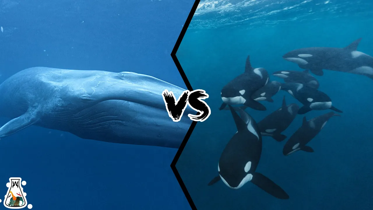 Blue Whale VS Killer Whale Pod - Who Is The King Of The Oceans?