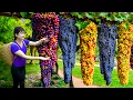 Download Lagu Harvesting sweet giant wild grape - How to make traditional Chicken Fry Recipe
