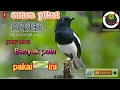Download Lagu suara pikat burung KACER terbaru//Pikatan betina manggil jantan