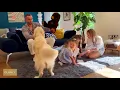 OLANLY Area Rugs for Living Room Bedroom Machine Washable 4x5 9 Feet Soft Fluffy Shaggy Bedside Rug