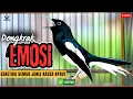 Download Lagu SUARA BURUNG KACER NGEPLONG MERDU | PANCINGAN DAN MASTERAN KACER BAHAN AGAR GACOR BUKA EKOR