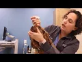 How to Apply Eye Drops on Your Dog Step-by-Step