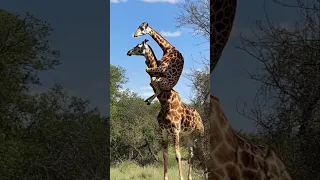 أغرب الحيوانات اللي ممكن تموت نفسها 